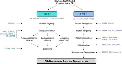 ER Disposal Pathways in Chronic Liver Disease: Protective, Pathogenic, and Potential Therapeutic Targets